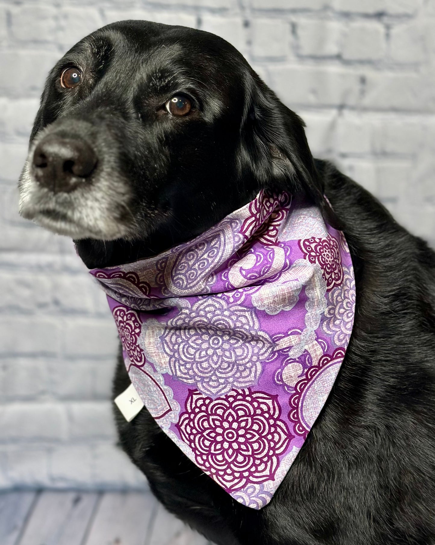 Purple Paw Reversible Scrunchie Bandana
