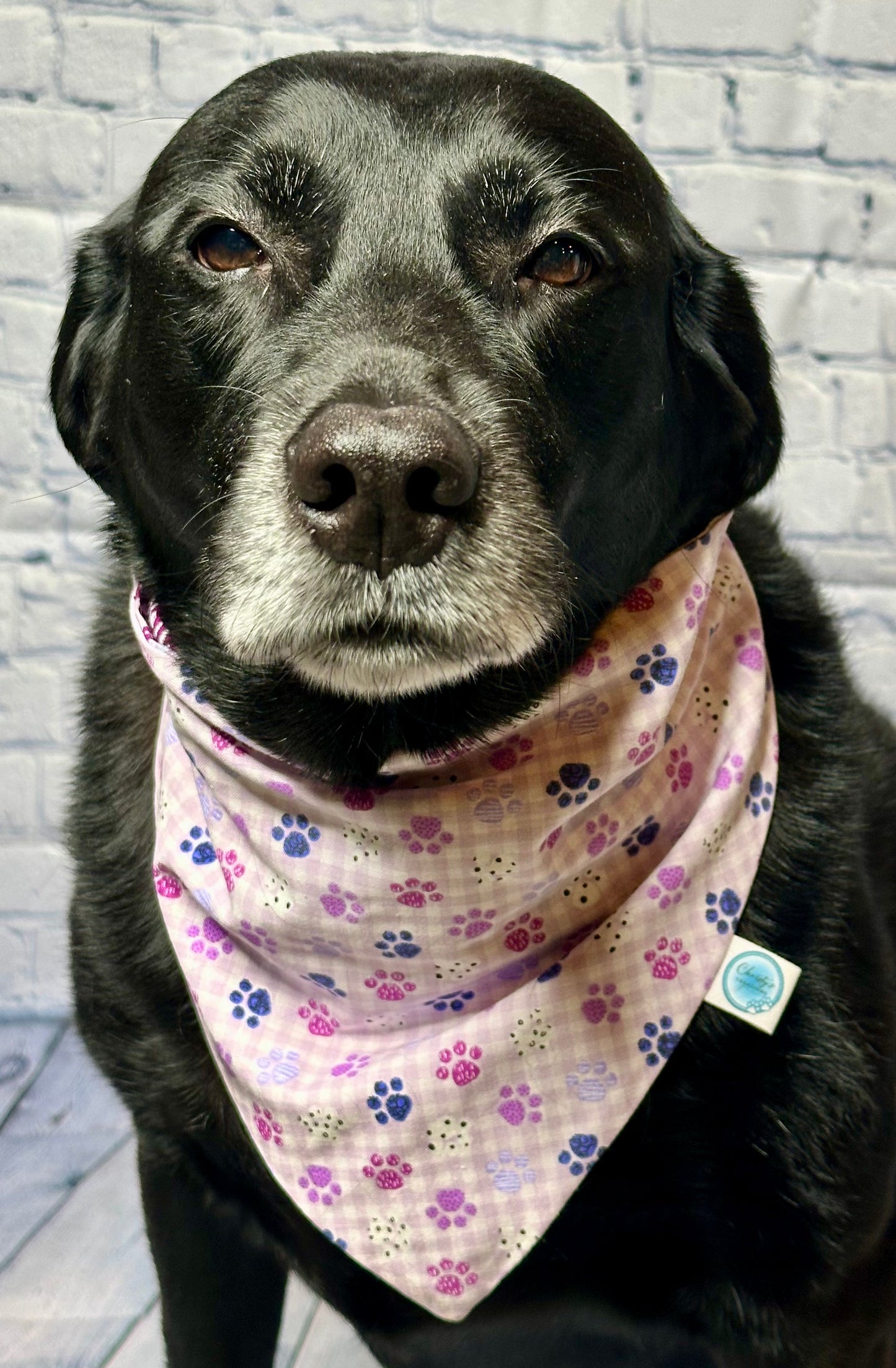 Purple Paw Reversible Scrunchie Bandana
