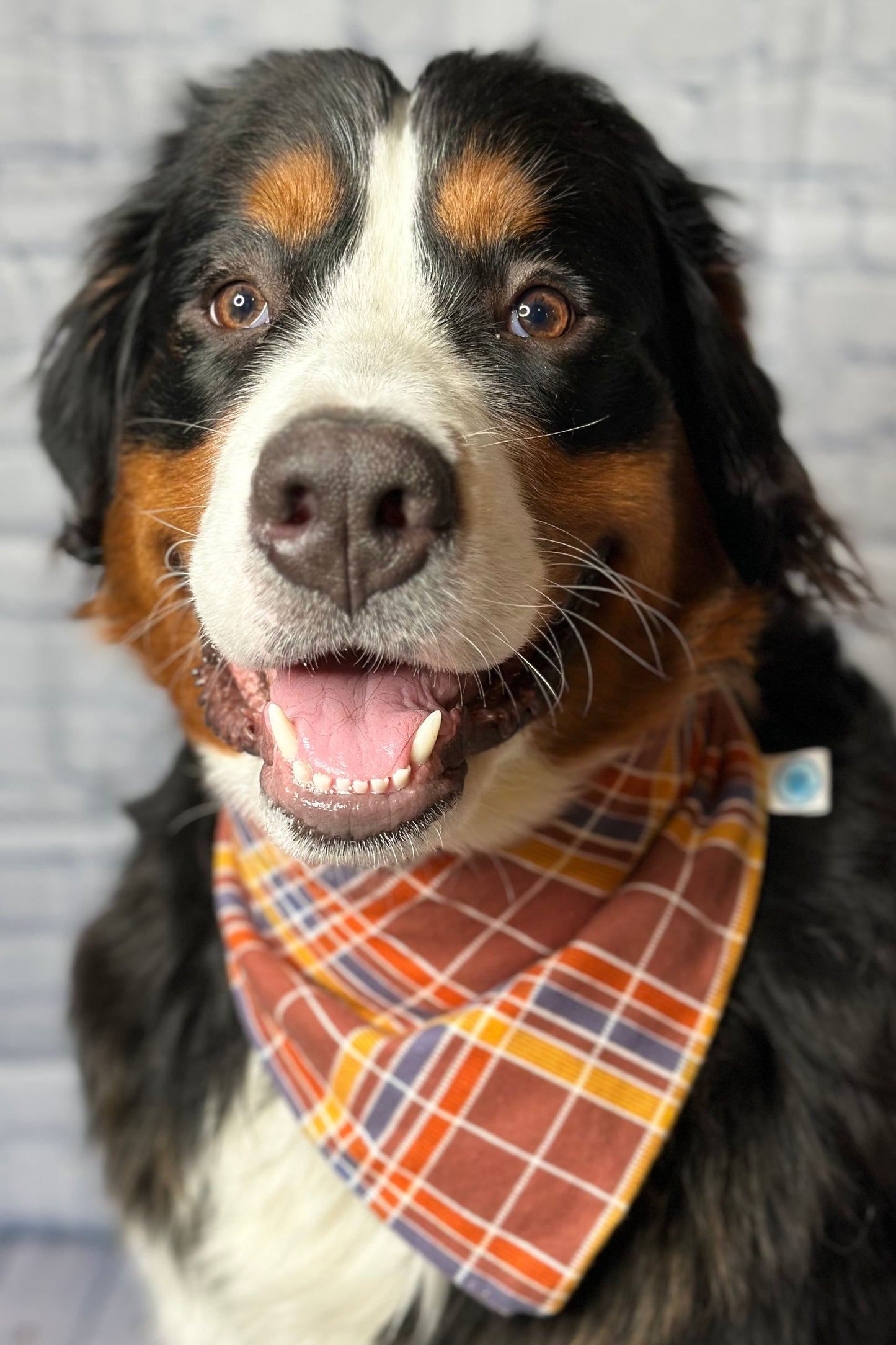 Camping Reversible Scrunchie Bandana