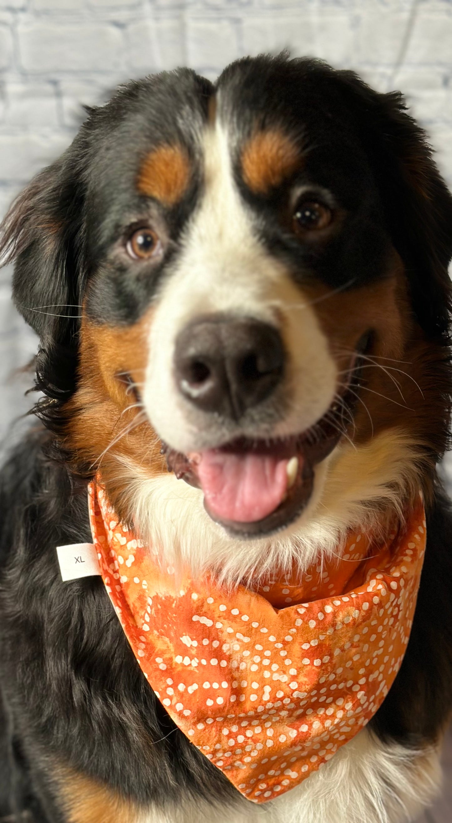 Fox Reversible Scrunchie Bandana