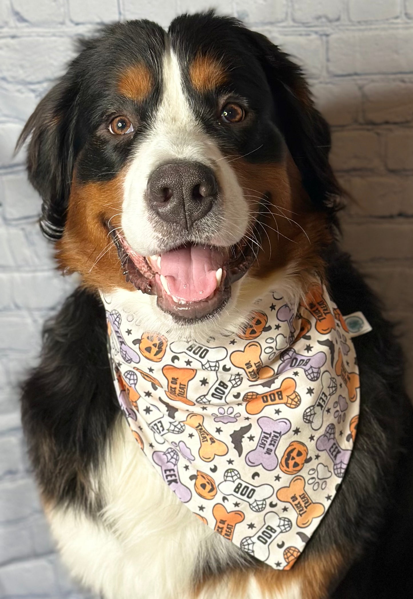 Trick or Treat Reversible Scrunchie Bandana